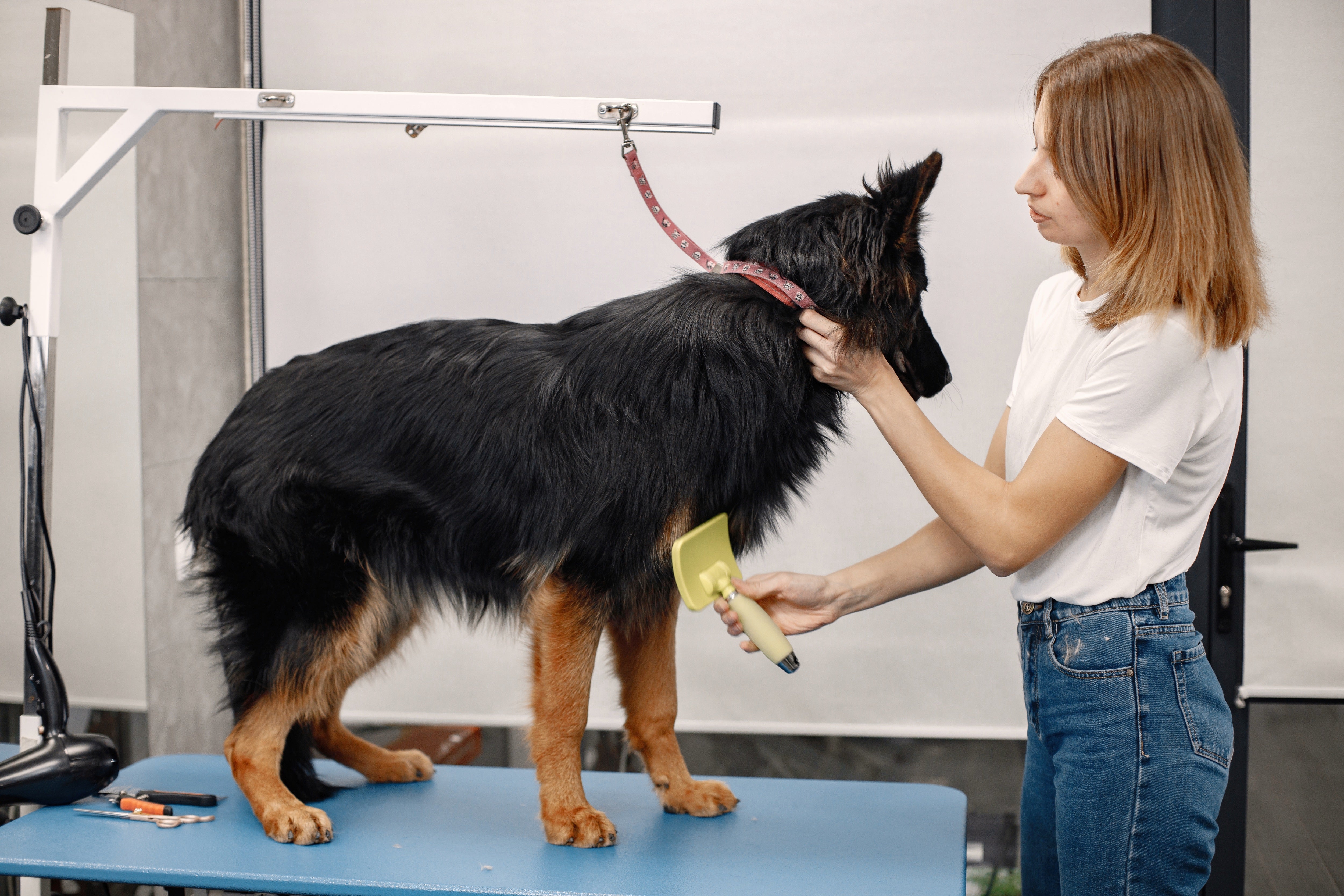 Grooming Tools for a Healthy Coat