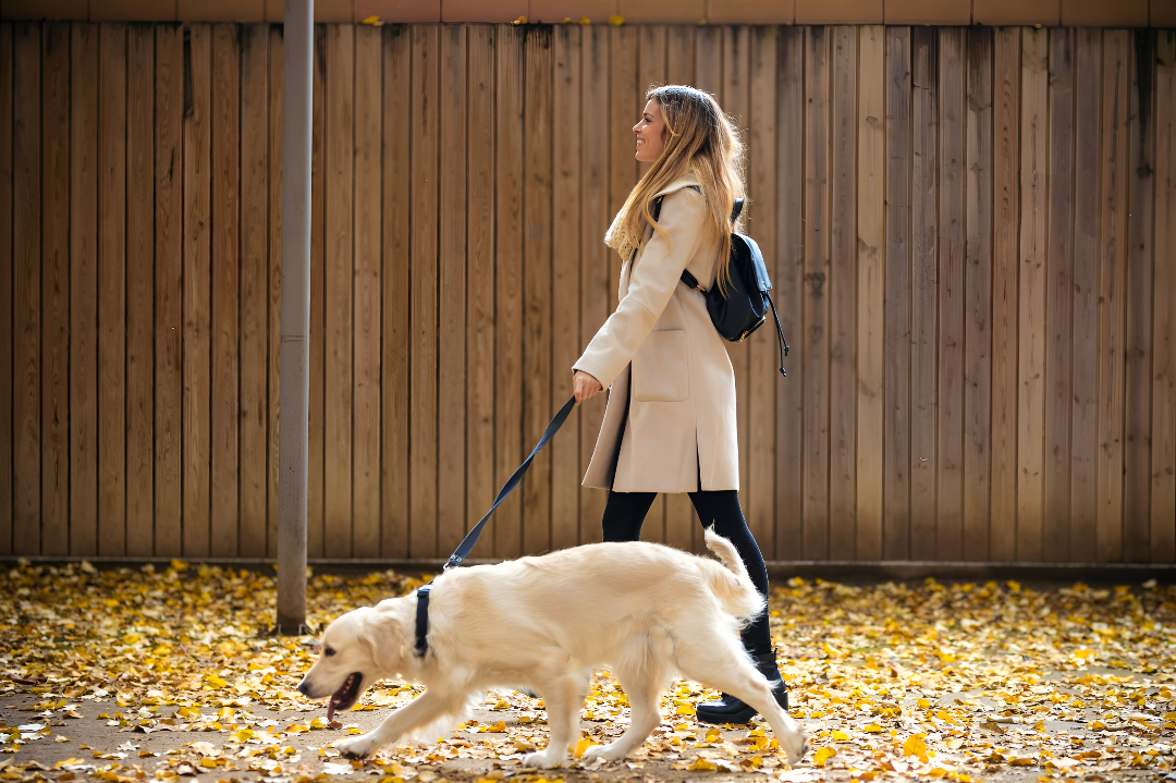 Leashes & Harnesses for Safe Walks