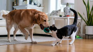 Exciting Toys to Keep Your Active Pets Happy