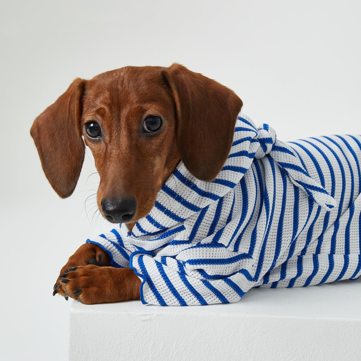 Pet Clothes Striped Hooded CAT Two Feet Apparel