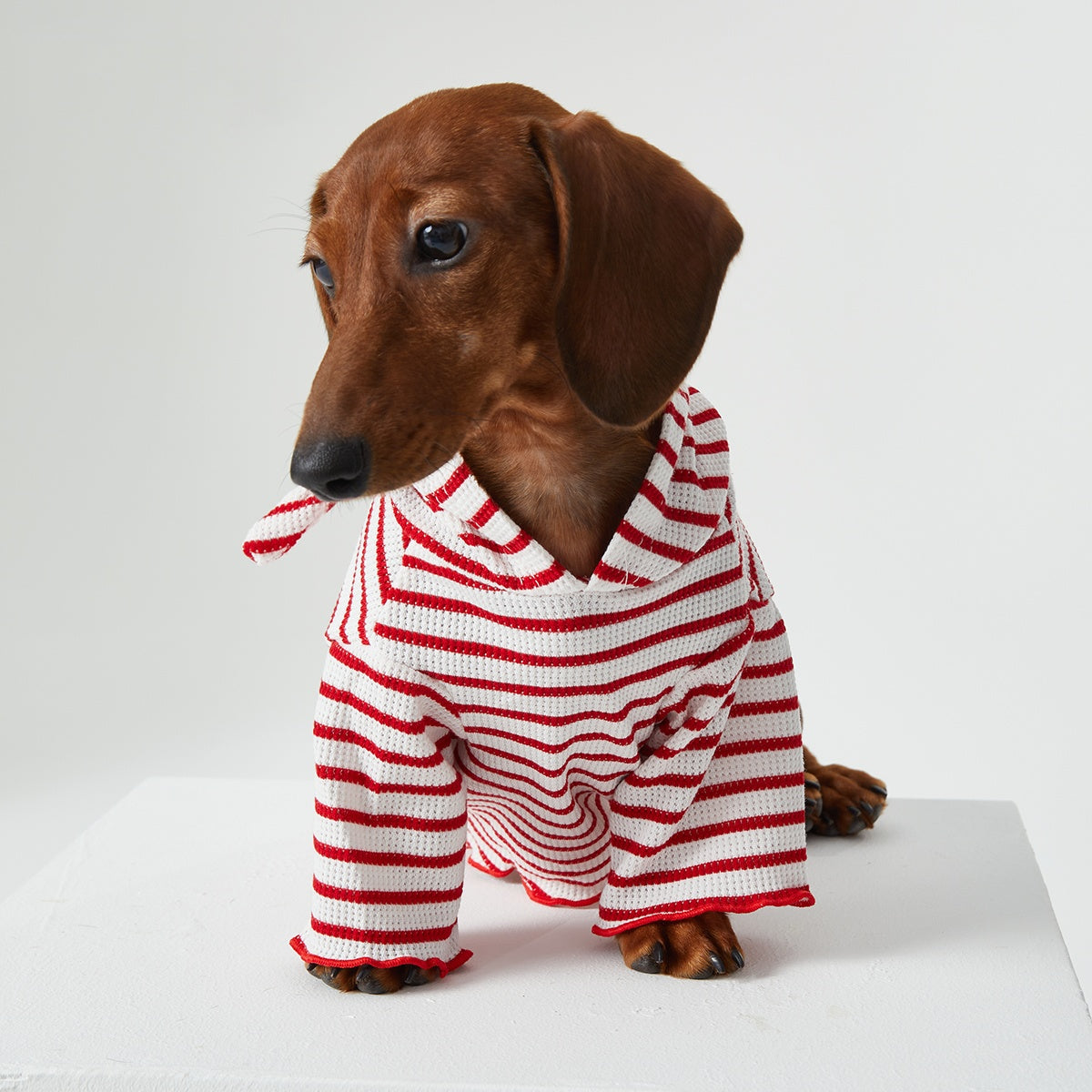 Pet Clothes Striped Hooded CAT Two Feet Apparel